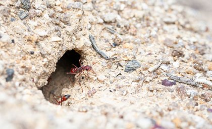 Bull ants emerging from the nest, through a rocky hole 